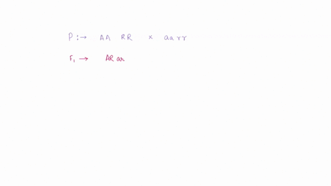 in-mendel-pea-plants-the-gene-for-puiple-o1-white-flowers-alleles-a-and-a-is-on-chromosome-1-and-the-gene-for-round-0-wrinkled-seeds-alleles-r-and-1-is-0n-chromosome-the-following-dihybrid-c-86331