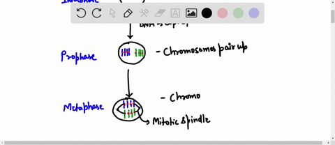 mitosis-and-meiosis-worksheet-draw-the-chromosomes-as-undergoes-haploid-mitosis-prophase-metaphase-anaphase-telophase-daughter-cells-functions-of-mitosis-in-sexually-reproducing-organisms-fu-34661