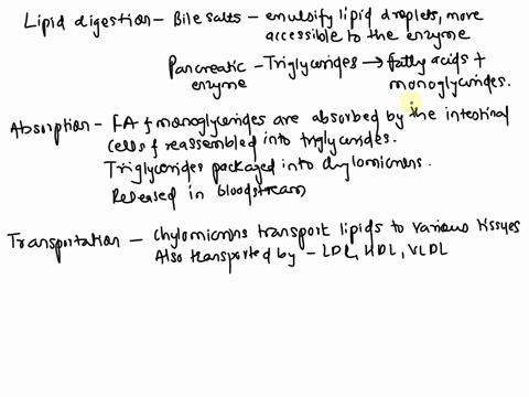 describe-how-lipid-is-digested-in-the-small-intestine-and-how-it-is-transported-in-the-body-19505