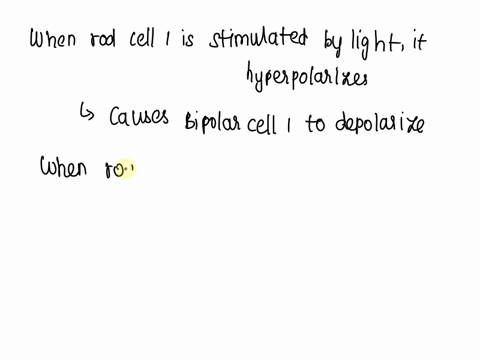 incorrect-question-21-0-2-pts-msec-with-reference-to-the-above-diagram-bipolar-cell-1-depolarizes-as-shown-in-response-to-stimulation-of-rod-cell-1-with-a-small-spot-of-light-stimulation-of-04317