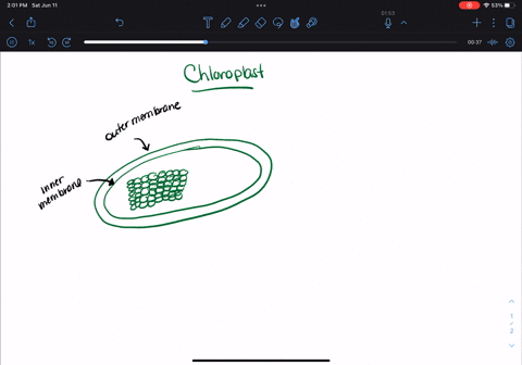 draw-a-diagram-of-chloroplast-and-label-the-following-chloroplast-membrane-thylakoid-granum-grana-stroma-thylakoid-membrane-thylakoid-inner-space-location-of-pigments-03913