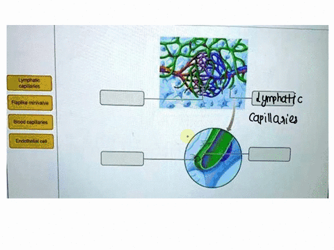 parta-drag-the-appropriate-labels-to-their-respective-targets-mala-lymphatic-capillaries-flaplike-minivalve-blood-capilarioe-endotheliat-cel-submit-bequestanewer-78494