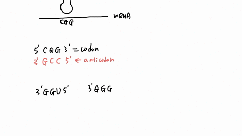 below-left-is-a-schematic-diagram-of-a-trnaarg-bound-to-an-gcc-codon-in-an-mrna-that-encodes-arginine-indicate-on-the-diagram-where-arginine-would-be-attached-in-the-charged-trna-please-answer-all-the