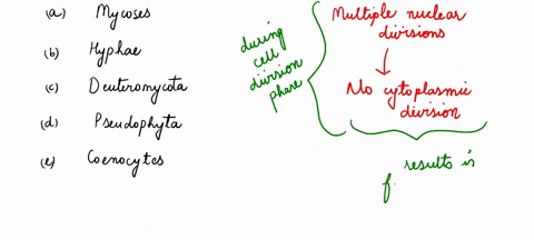 multiple-nuclear-divisions-without-cytoplasmic-divisions-result-in-cells-called-a-mycoses-b-hyphae-c-deuteromycota-d-pseudohypha-e-coenocytes-30558