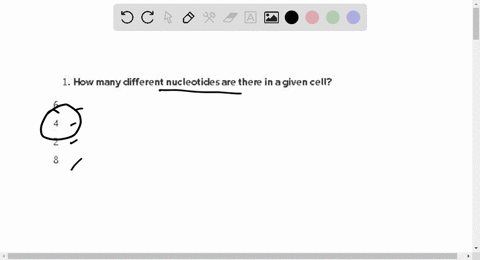 how-many-different-nucleotides-are-there-in-a-given-cell-6-4-2-8-no-answer-text-provided-05664