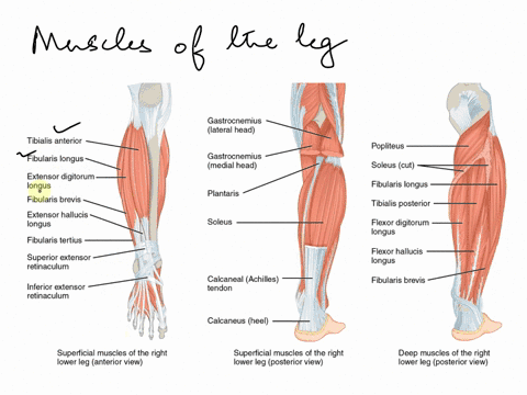 3best-of-homework-gross-anatomy-of-the-muscular-system-ise-13-review-sheet-art-labeling-activity4-parta-diag-the-labels-onto-the-diagram-to-identity-the-structures-help-vaotusmecial-o1octoro-99665