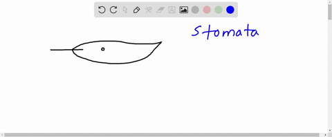 which-plant-structure-is-not-part-of-a-root-a-endodermis-c-pericycle-b-root-cap-d-stomata-43575