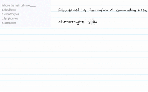 in-bone-the-main-cells-are-_____-a-fibroblasts-b-chondrocytes-c-lymphocytes-d-osteocytes-14102