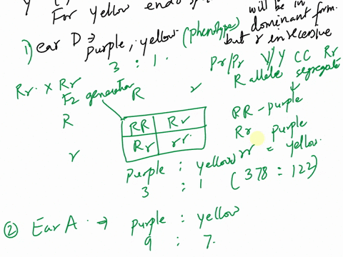 dihybrid-crosses-and-statistics-in-the-model-organism-maize-zea-mays-introduction-kernel-color-many-genes-determine-the-phenotypes-of-the-tixsues-that-control-the-color-of-a-corn-kernel-thec-19584