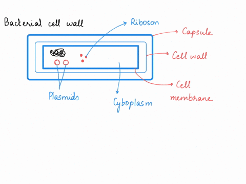 what-is-the-main-structural-component-of-bacterial-cell-walls-describe-its-composition-94757
