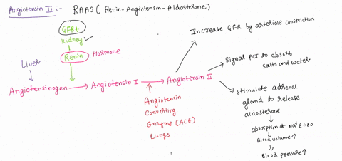 if-angiotensin-ii-levels-increase-water-reabsorption-in-the-kidney-would-increase-sodium-ions-would-be-reabsorbed-in-the-kidney-blood-volume-would-increase-all-of-these-would-occur-in-respon-99151