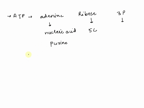 what-does-the-atp-molecule-consists-of-question-14-options-a-a-deoxyribose-sugar-the-amino-acid-adenine-and-three-unequally-bonded-phosphates-b-a-ribose-sugar-the-nucleic-acid-adenine-and-th-18285