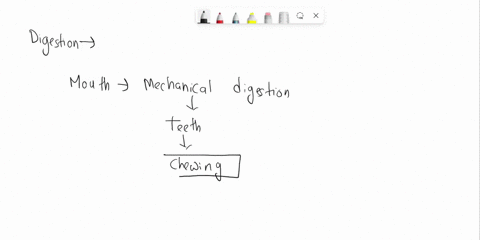 chemical-and-mechanical-digestion-begins-in-thea-stomach-c-esophagusb-pharynx-d-mouth-95744