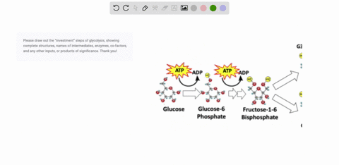 please-draw-out-the-investment-steps-of-glycolysis-showing-complete-structures-names-of-intermediates-enzymes-co-factors-and-any-other-inputs-or-products-of-significance-thank-you-22024