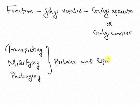 what-is-the-function-of-the-golgi-vesicles-64974