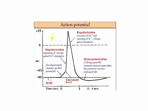 explain-steps-of-action-potential-where-the-action-potential-occurs-whenwhich-voltage-gated-ion-channels-are-open-and-closed-which-ions-are-moving-in-or-out-and-when-the-terms-depolarization-85844