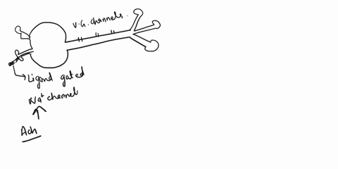 starting-with-an-axon-that-is-maintaining-a-resting-potential-describe-the-sequence-of-events-that-causes-the-generation-and-propagation-of-an-action-potential-including-the-electrical-charg-97901