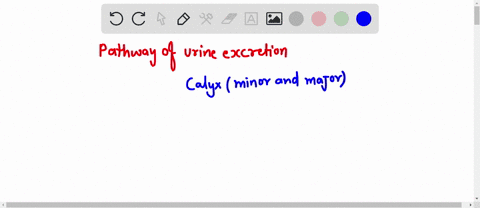 arrange-the-following-structures-in-the-correct-sequence-in-which-urine-passes-through-them-to-the-external-environment-1-ureter-2-renal-pelvis-3-calyx-4-urinary-bladder-and-5-urethra-points-87972