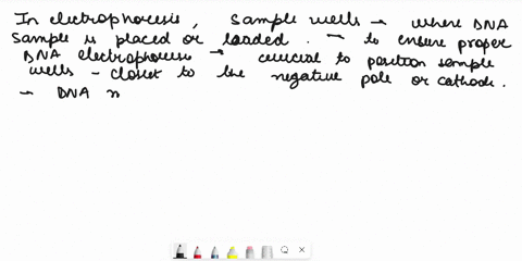 molecular-biology-true-or-false-5-when-placing-the-agarose-gel-on-the-electrophoresis-chamber-the-sample-wells-should-be-positioned-closest-to-the-positive-pole-or-anode-true-or-false-11079