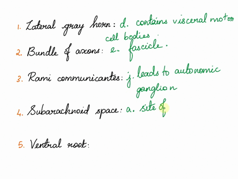 12-6-13-14-bmatching-match-each-term-listed-on-the-left-with-its-correct-description-on-the-right-1lateral-gray-horn-a-site-of-cerebrospinal-fluid-circulation-2bundle-of-axons-bsensory-branc-26065