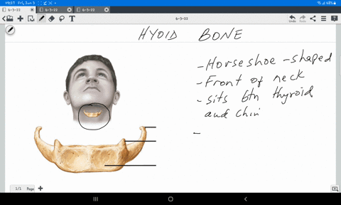 explain-the-unique-structure-of-the-hyoid-bone-36914