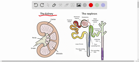 which-part-of-the-nephron-is-responsible-for-filtration-aloop-of-henle-bproximal-tubule-cdistal-tubule-dbowmans-capsule-ecollecting-duct-in-which-regions-of-the-nephron-does-absorption-occur-22012