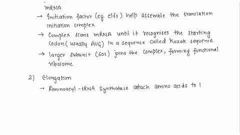 describe-the-process-of-eukaryotic-translation-be-sure-to-include-the-following-the-proteins-that-carry-out-the-process-how-those-proteins-find-the-starting-point-of-translation-how-translat-21812
