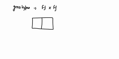 predict-the-expected-phenotypic-and-genotypic-ratios-among-the-offspring-of-two-individuals-who-are-heterozygous-for-frecklesff-buy-using-a-punnett-square-59016