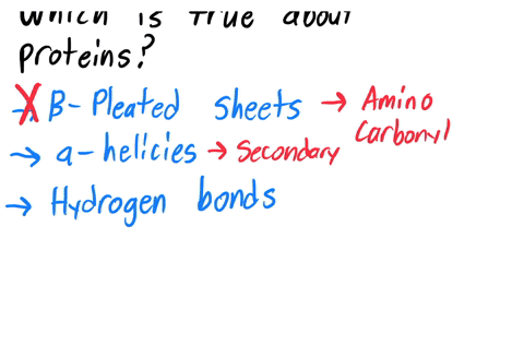 which-of-the-following-statements-about-proteins-is-true-0a-a-b-pleated-sheet-is-a-structure-formed-by-hydrogen-bonds-between-every-fourth-amino-acid-in-a-polypeptide-chain-b-a-helices-make-42793