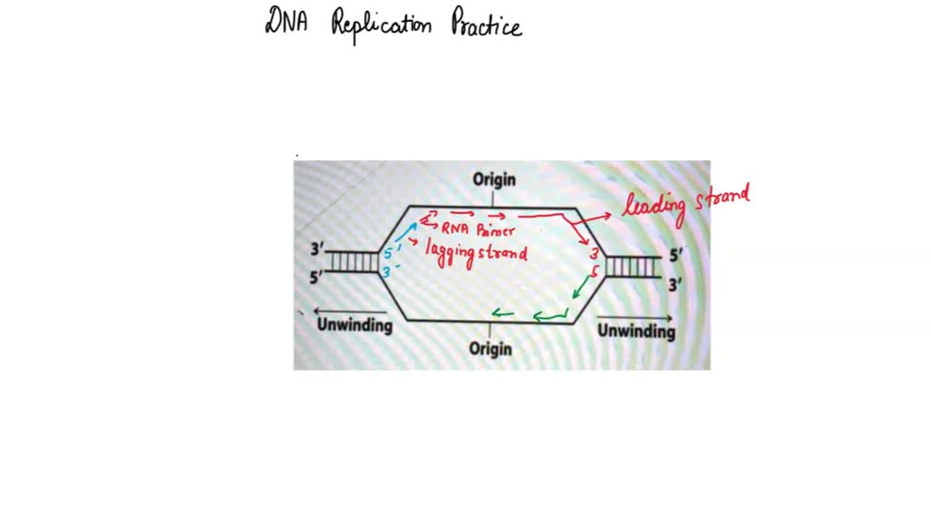 SOLVED: 14. Draw replication bubble at the origin of replication ...