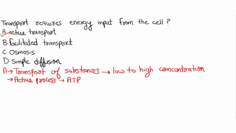 which-type-of-transport-requires-energy-input-from-the-cell-a-active-transport-b-facilitated-diffusi-77786