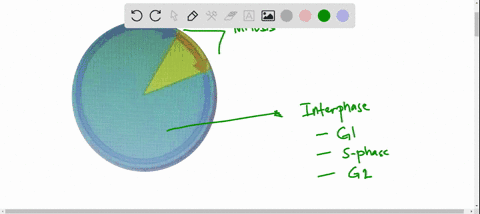 Question 4 of 32 The diagram below represents the time a cell spends in ...