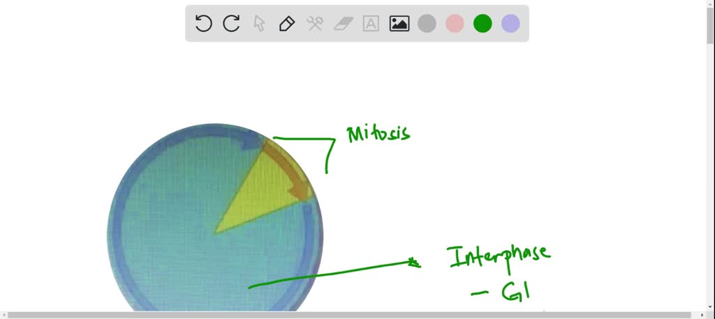 SOLVED: The diagram below represents the time a cell spends in the two ...