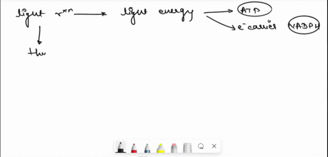 the-following-diagram-summarizes-the-light-reactions-of-photosynthesis-the-diagram-shows-light-depen-00662