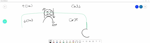compare-primary-active-transport-via-ion-pumps-and-secondary-active-transport-via-cotransporters-explain-how-secondary-active-transport-is-dependent-on-primary-active-transport-using-the-sodium-potass