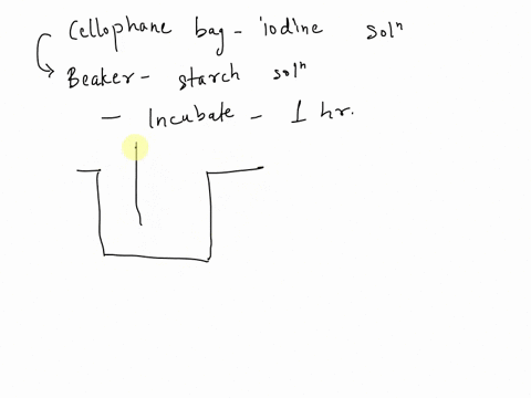 liseen-a-cellophane-bag-containing-solution-of-iodine-is-placed-in-a-beaker-starch-solution-and-incubated-for-one-hour-inside-f-containing-a-beaker-is-starch-the-cellophane-is-iodine-in-the-57215