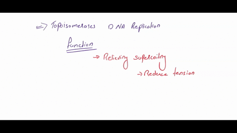 write-the-two-functions-of-topoisomerases-in-dna-replication-can-type-i-topoisomerase-perform-both-of-these-functions-explain-85492