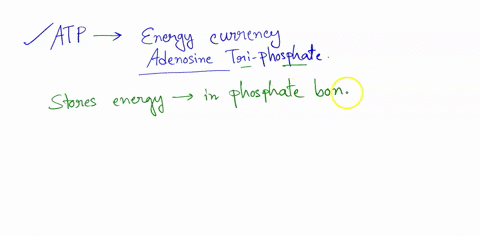 explain-the-role-of-atp-in-living-things-what-is-atp-how-does-atp-store-energy-how-is-energy-released-from-atp-what-do-we-use-atp-for-what-primary-process-is-used-to-convert-food-energy-into-77212