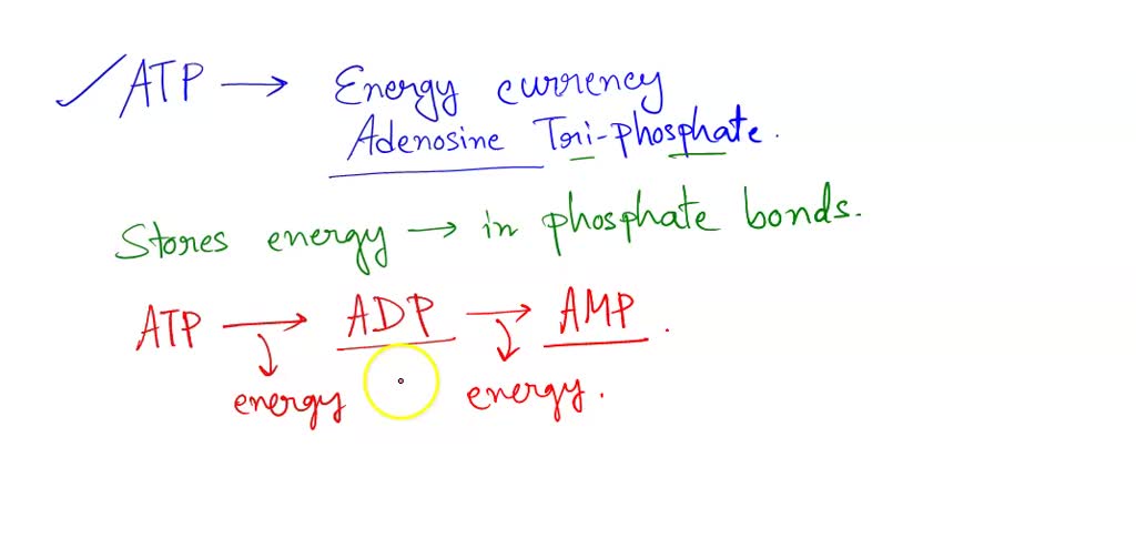 SOLVED: Explain the role of ATP in living things What is ATP? How does