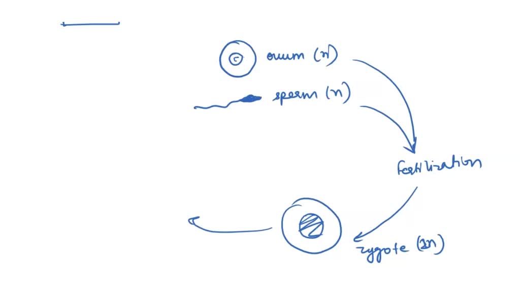 SOLVED Refer to the diagram below Animal life cycle DIPLOID ADULT ii iii ZYGOTE ZYGOTE gametes