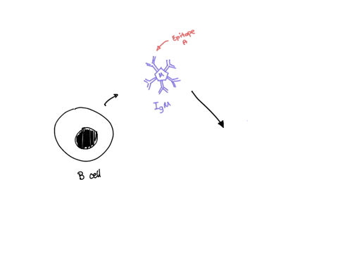 which-of-the-following-is-the-term-for-activated-b-cells-producing-different-antibody-monomers-with-the-same-epitope-specificity-class-switching-cross-presentation-vdj-arrangement-clonal-sel-07701