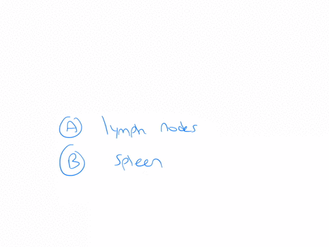 the-secondary-lymphoid-organs-in-the-body-are-which-of-the-following-select-all-that-apply-a-ymph-nodes-b-spleen-c-bone-marrow-d-thymus