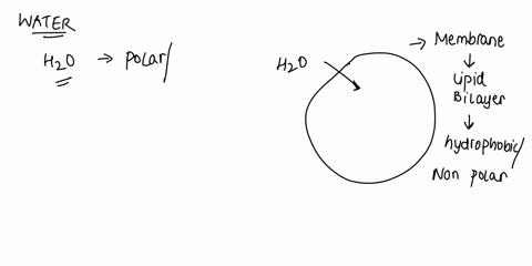 water-can-only-cross-membranes-via-facilitated-diffusion-select-one-false-que-ssuon-09725