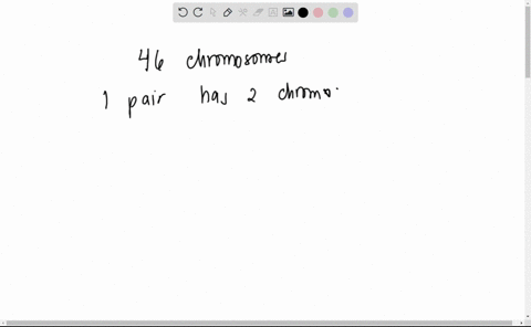 tools-of-genetics-part-4-karyotype-spt-when-cells-are-dividing-during-mitosis-the-chromosomes-can-be-photographed-and-then-sorted-by-size-and-arranged-in-homologous-pairs-this-arrangement-is-58935