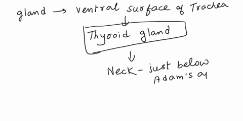 which-gland-is-found-on-the-ventral-anterior-surface-of-the-trachea-what-color-is-the-gland-in-a-fetal-pig-96846