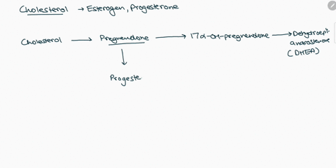 is-the-precursor-of____________________-a-estrogen-cholesterol-b-cholesterd-glu-04322