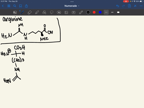 arginine-has-the-following-pka-values-pk1217-pk2-904-pkr-1248-draw-the-structure-and-indicate-the-net-charge-of-arginine-at-ph-13811-and-12-05148