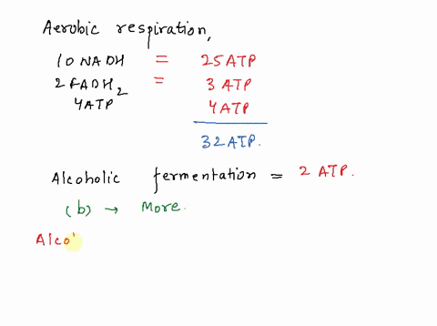 aerobic-respiration-produces-atp-than-alcoholic-fermentation-the-same-more-less-question-6-1-point-the-overall-inputs-for-alcoholic-fermentation-are-alcohol-atp-co2-glucose-02-glucose-alcoho-18535