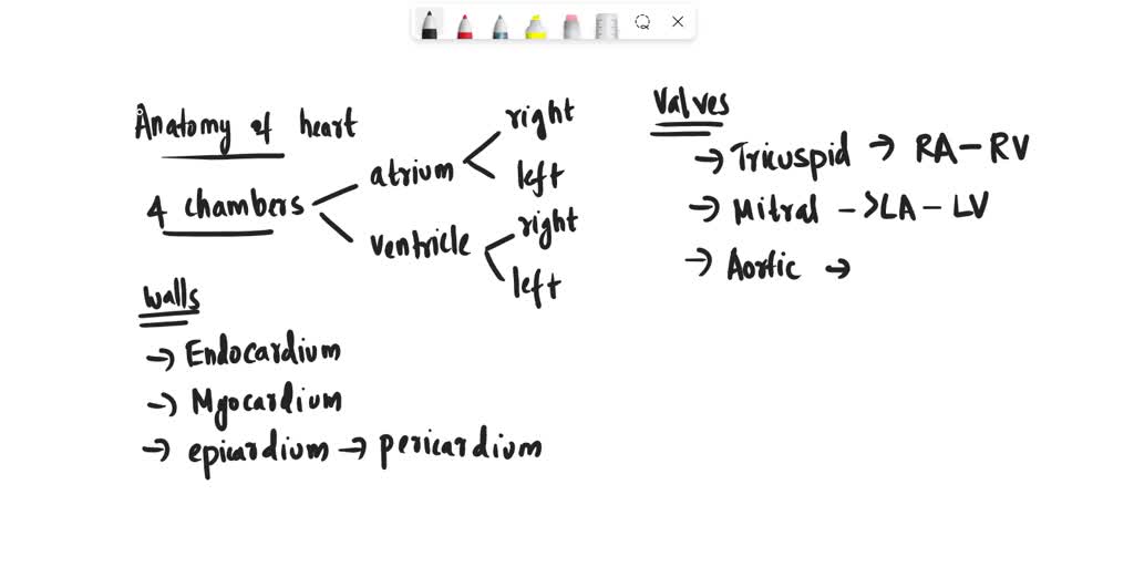 solved-explain-the-anatomical-concepts-associated-with-the-skeletal