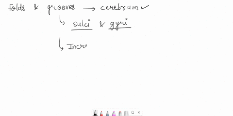 why-are-the-folds-and-grooves-of-on-the-surface-of-the-cerebrum-important-96464